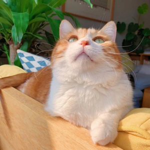 国产一级精品高清一级毛片
